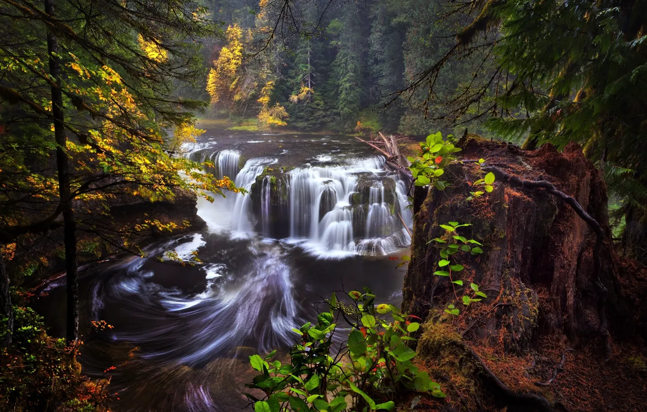 Photo wallpaper autumn, forest, Washington, USA, state, Lower Lewis River Falls, river Lewis