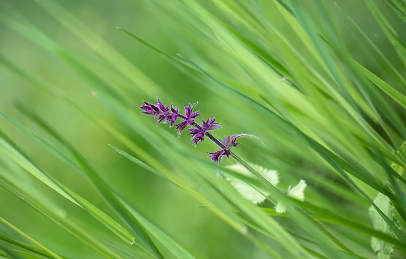 Photo wallpaper greens, grass, leaves, flowers, lilac