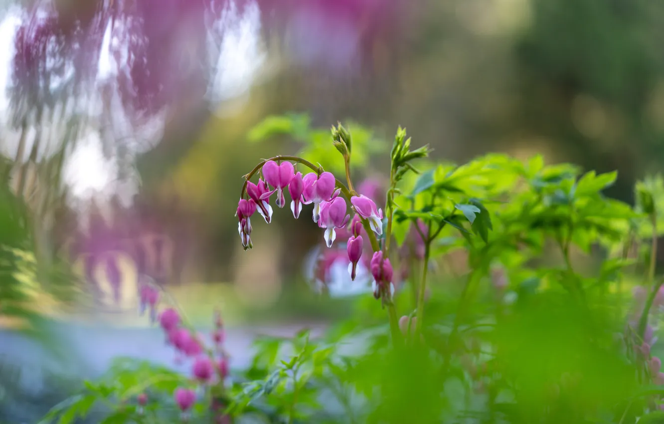 Photo wallpaper flowers, pink, bokeh, the bleeding heart