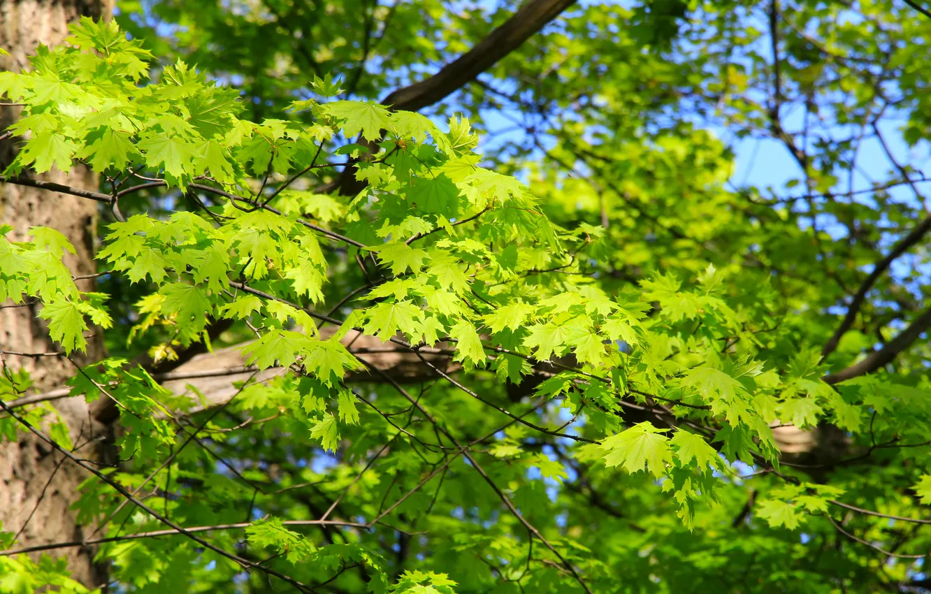 Photo wallpaper forest, park, leafs, spring, twigs