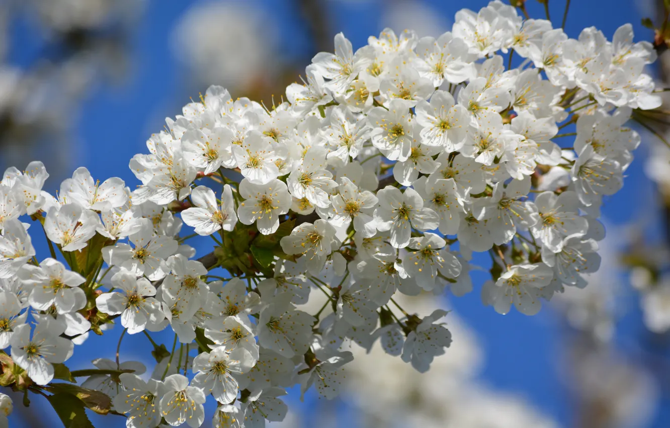 Photo wallpaper the sky, branches, cherry, spring, flowering