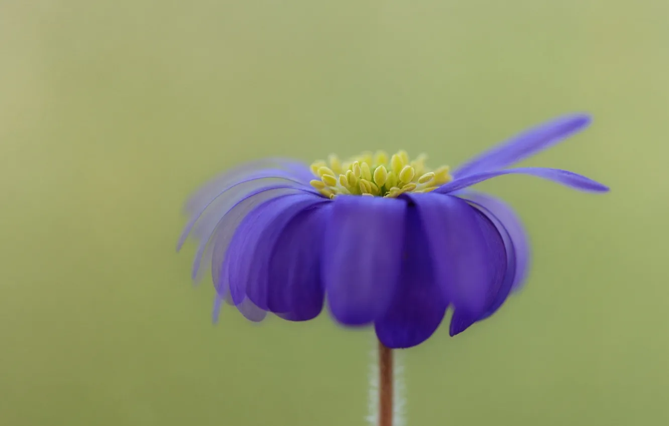 Photo wallpaper macro, petals, anemone tender