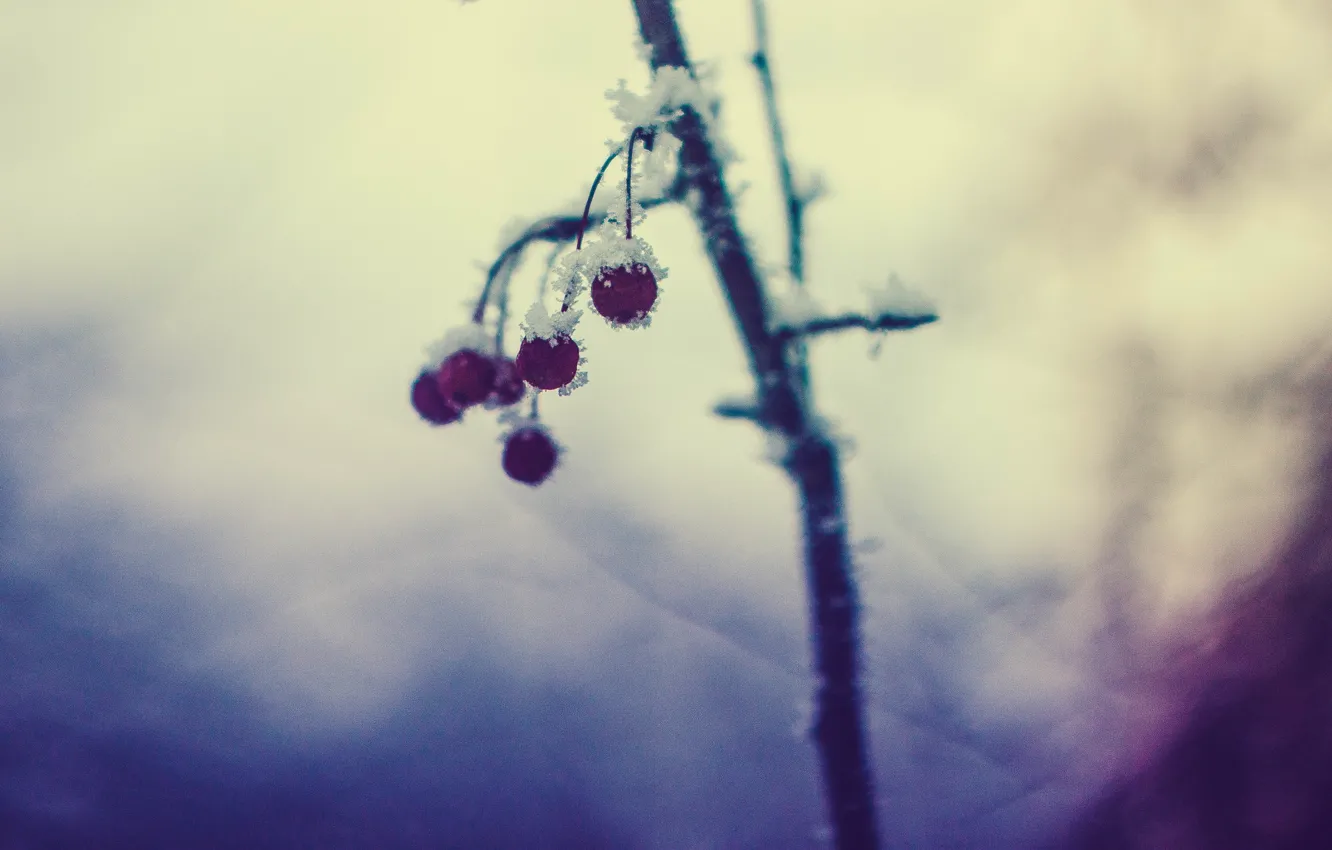 Photo wallpaper winter, snow, berries, the evening