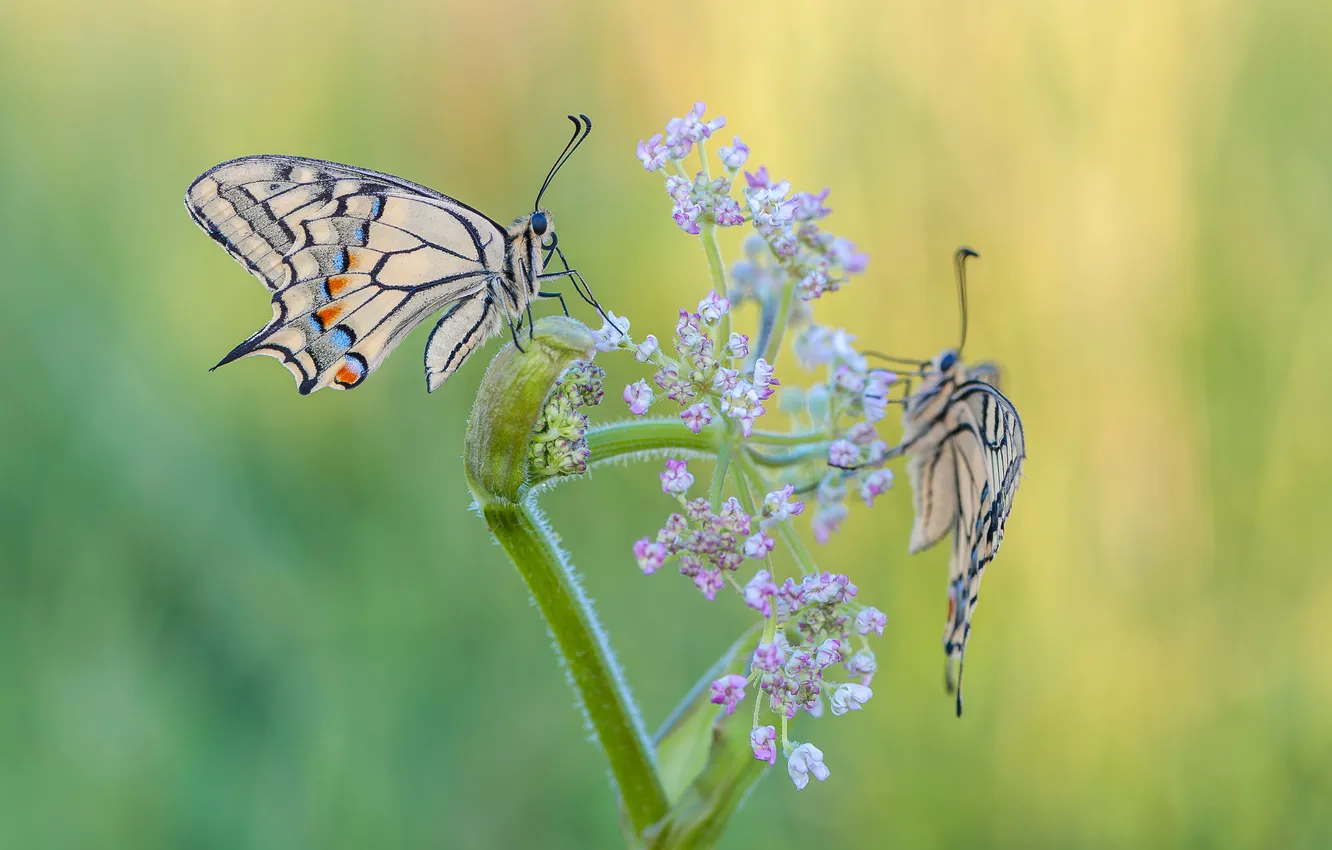 Photo wallpaper butterfly, sailboat, pair