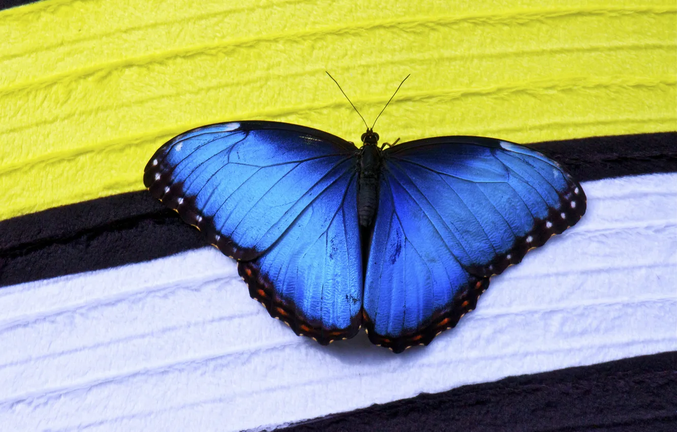 Photo wallpaper blue, strip, butterfly, insect