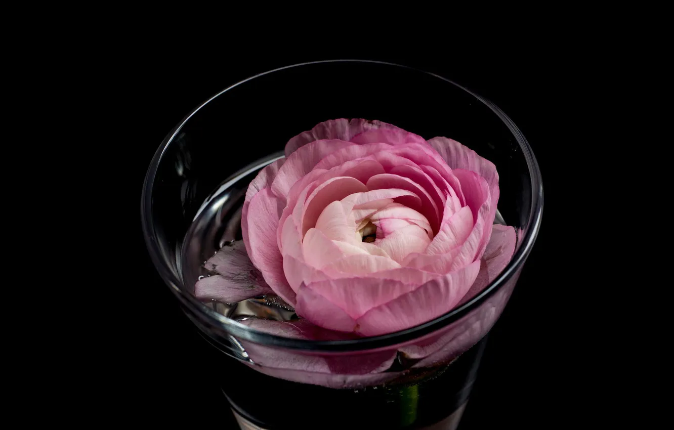 Photo wallpaper water, flowers, glass, pink, buttercups