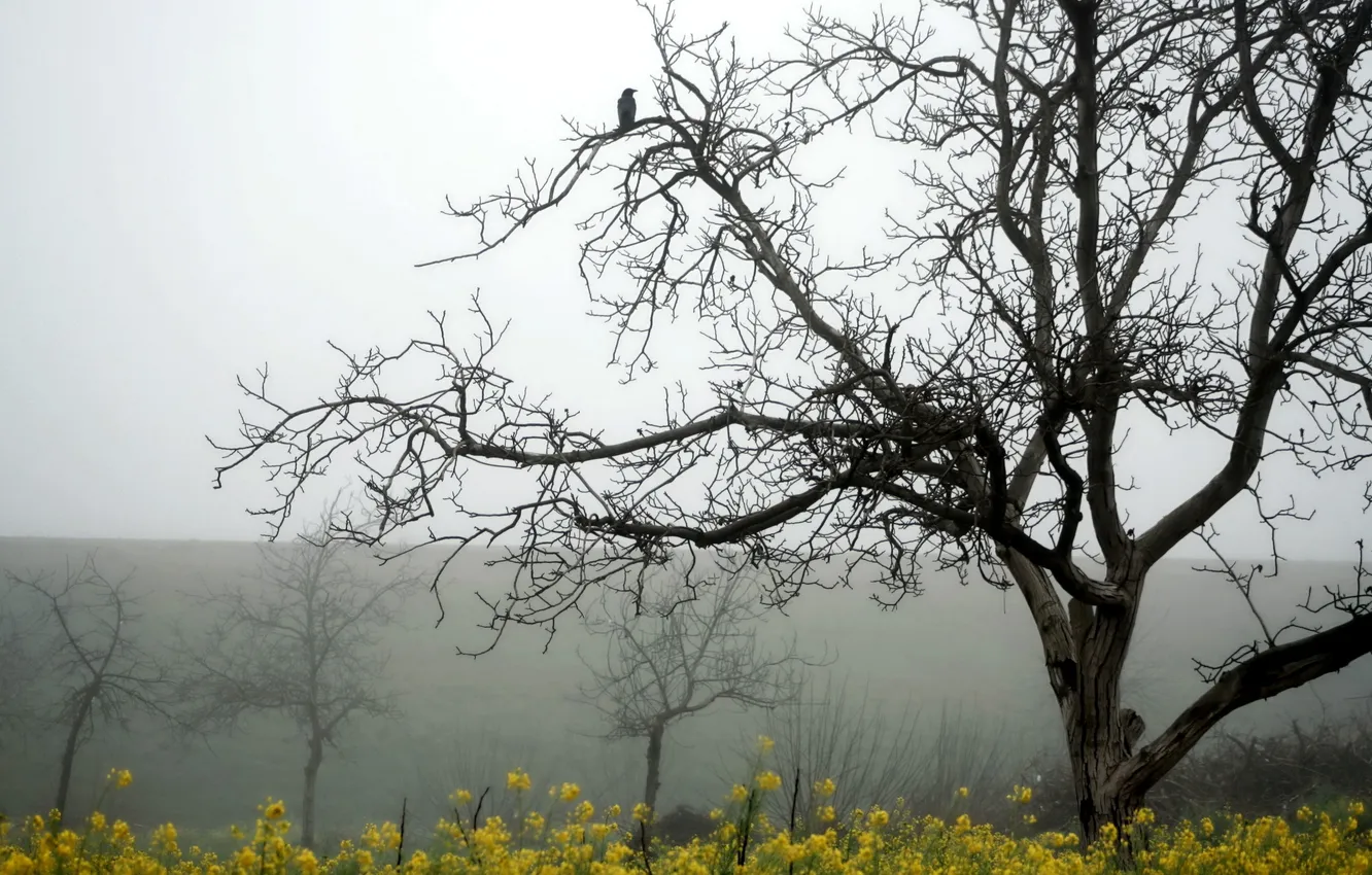 Photo wallpaper trees, landscape, bird, rape
