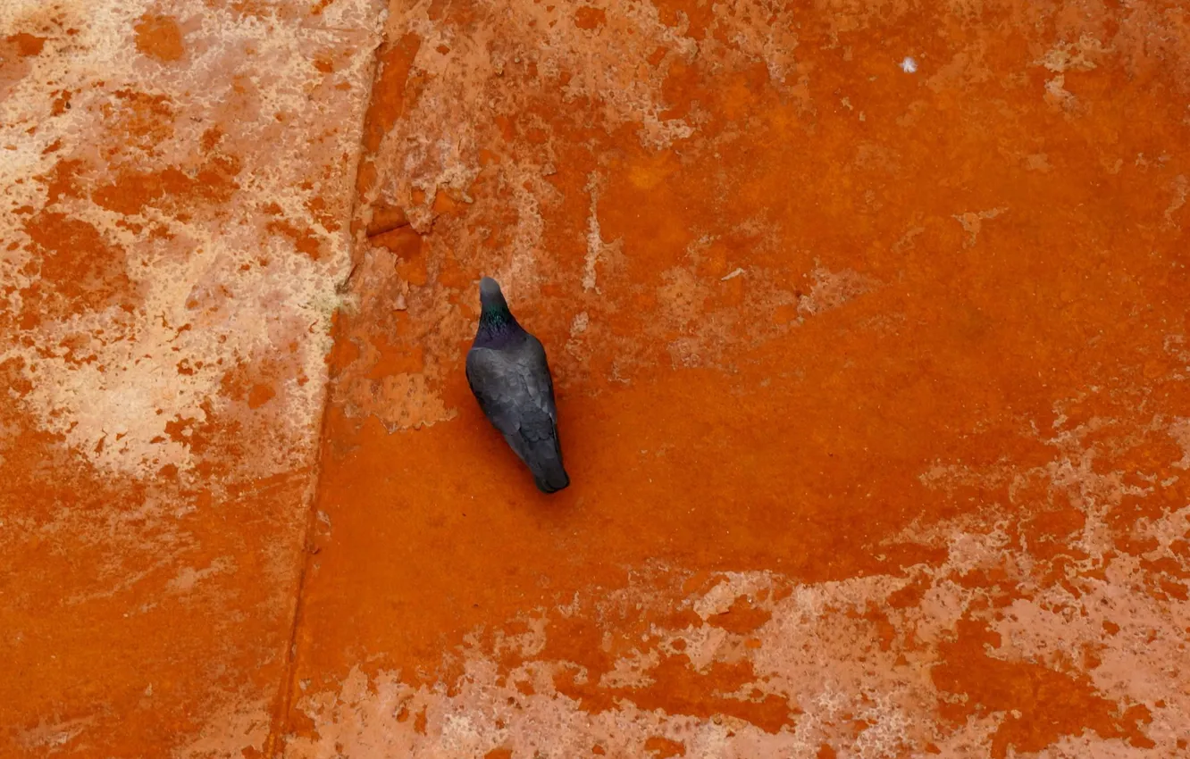 Photo wallpaper background, bird, pigeons