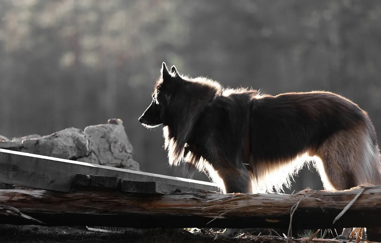 Photo wallpaper light, each, dog