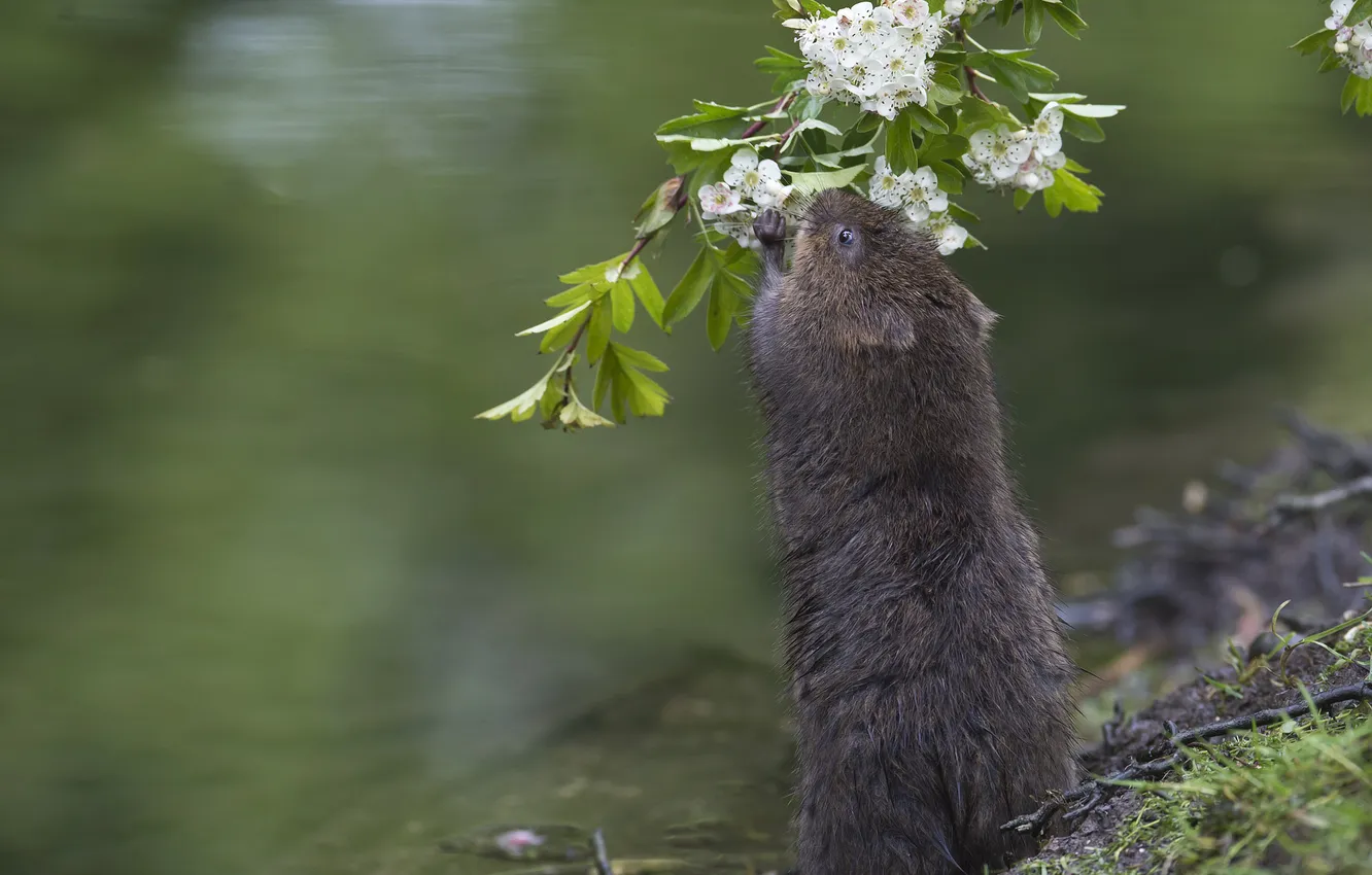 Photo wallpaper water, flowers, branches, flowering, the water rat, water vole, hawthorn