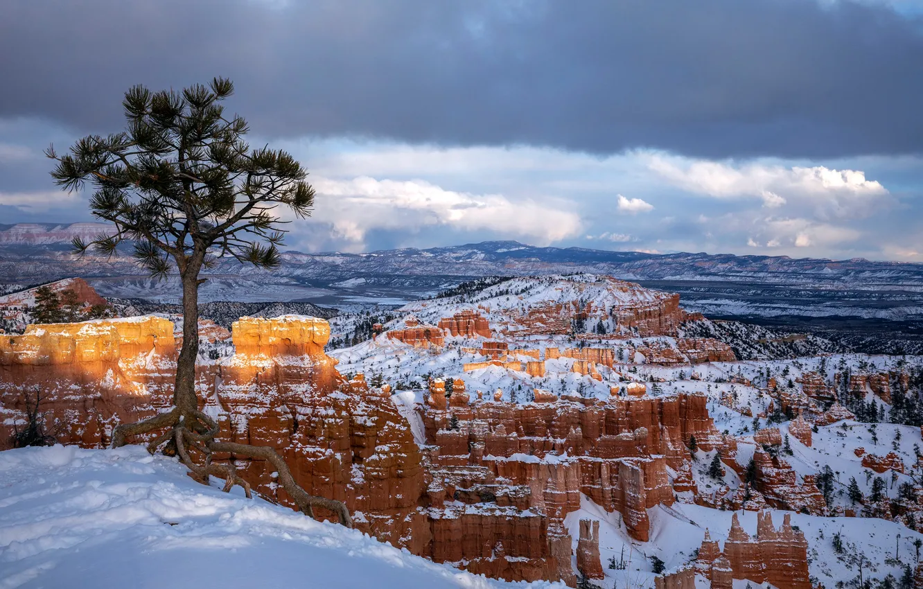 Photo wallpaper winter, snow, tree, Utah, Bryce Canyon, Utah, Bryce Canyon National Park, National Park Bryce Canyon