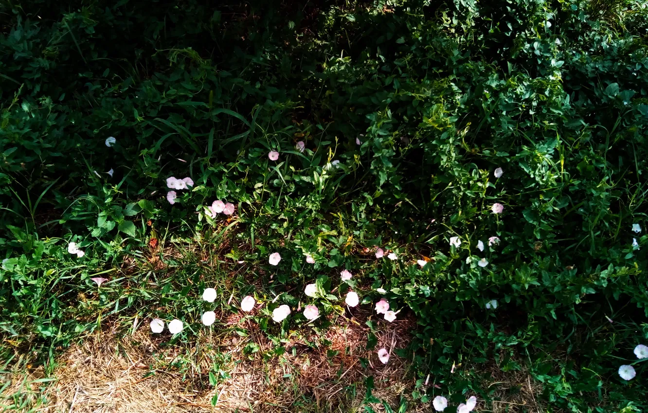 Photo wallpaper summer, Flowering, Convolvulus