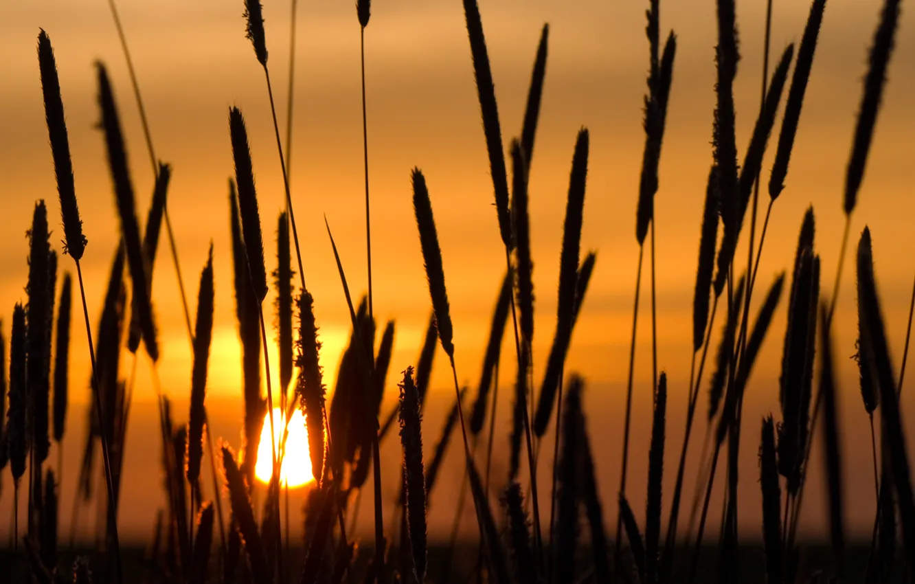 Photo wallpaper the sun, sunset, spikelets, sun