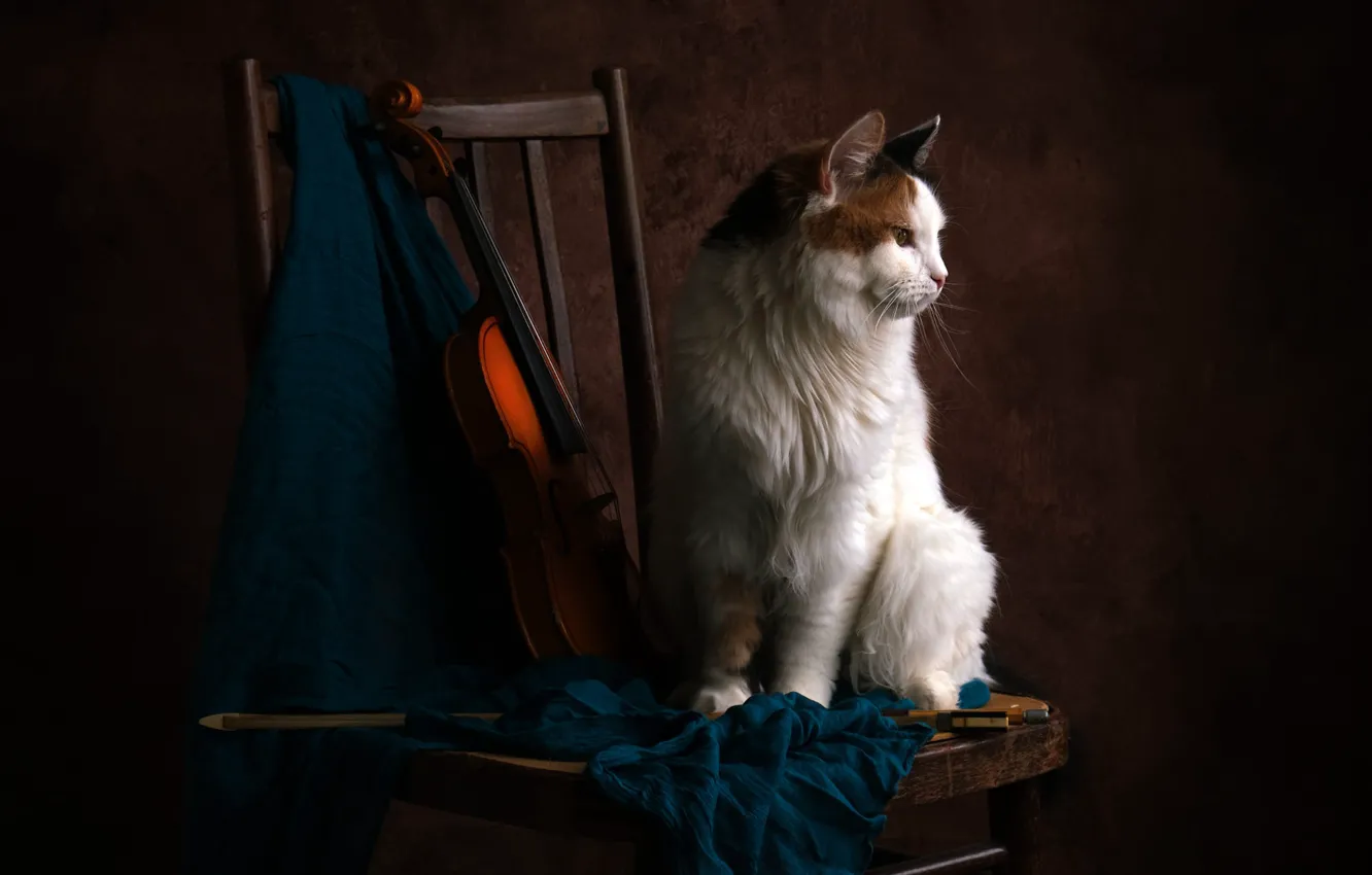 Photo wallpaper cat, white, cat, the dark background, violin, chair, fabric, still life