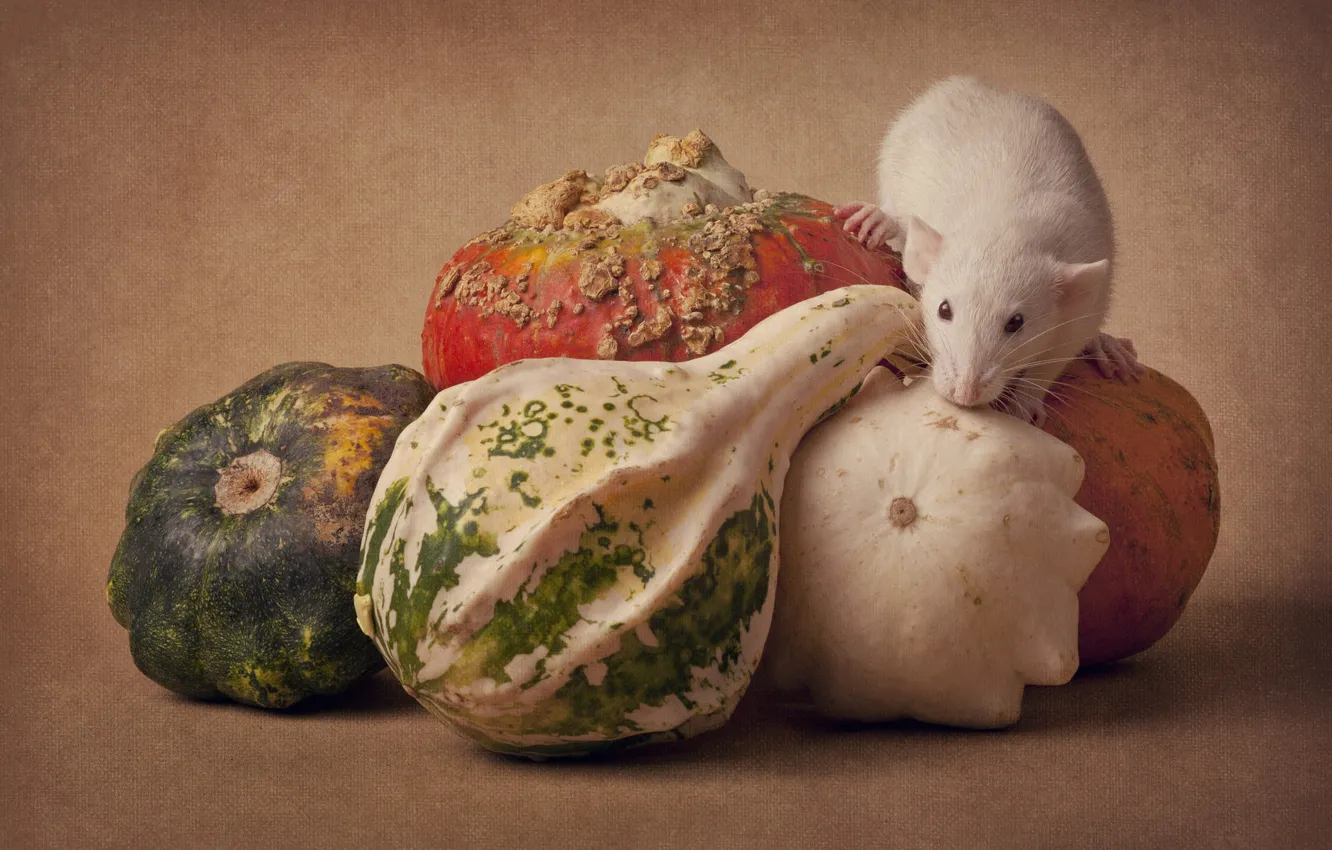 Photo wallpaper pose, mouse, mouse, muzzle, still life, rat