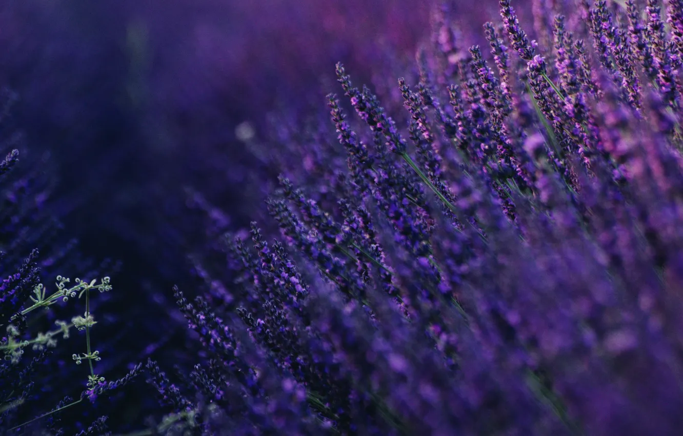 Photo wallpaper purple, summer, lavender