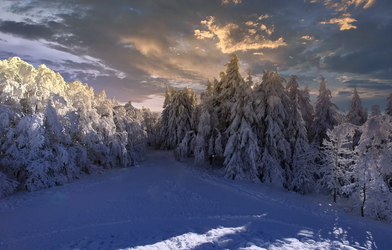 Photo wallpaper winter, forest, nature