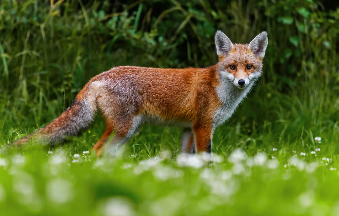 Photo wallpaper greens, summer, grass, look, flowers, glade, meadow, Fox