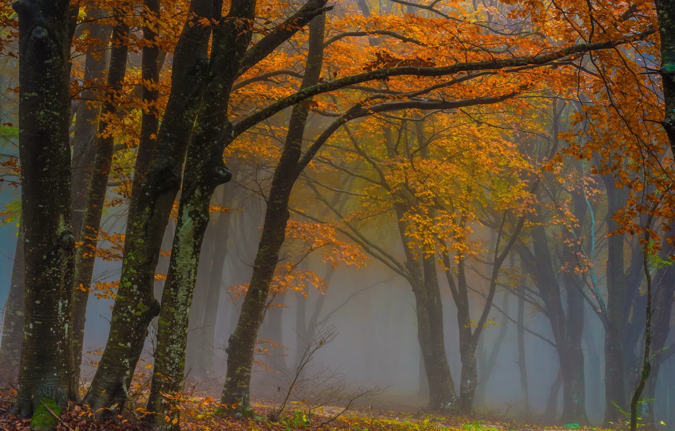 Photo wallpaper autumn, forest, fog