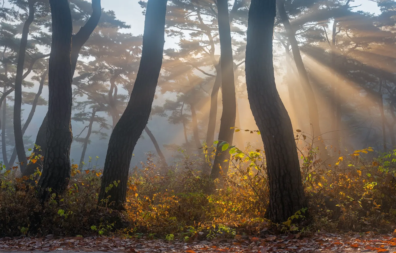 Photo wallpaper autumn, rays, light, trees, nature, fog, Park, pine