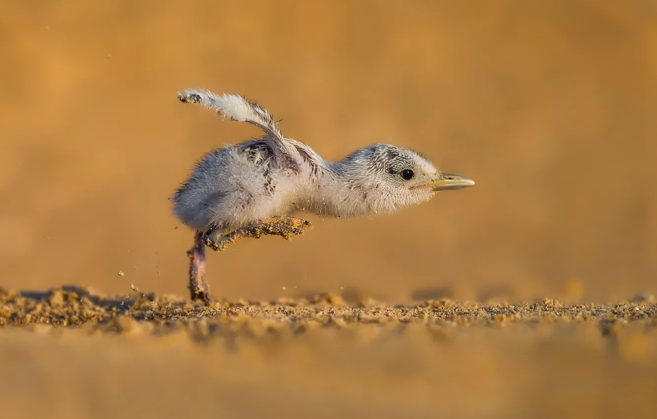 Photo wallpaper seagulls, Chicks, seagull, Take Off, chick, On takeoff, Faisal ALnomas