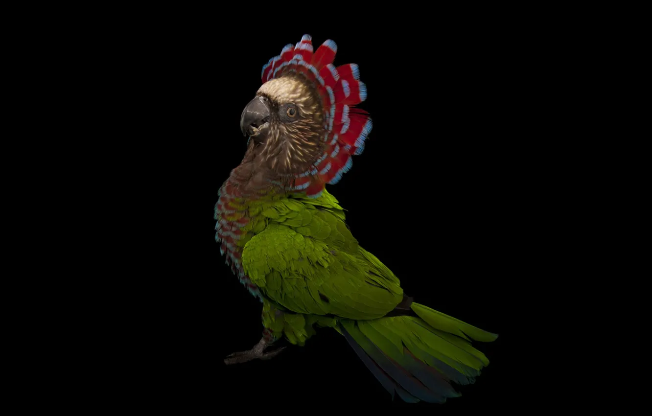 Photo wallpaper bird, black background, Deroptyus accipitrinus, Fan parrot