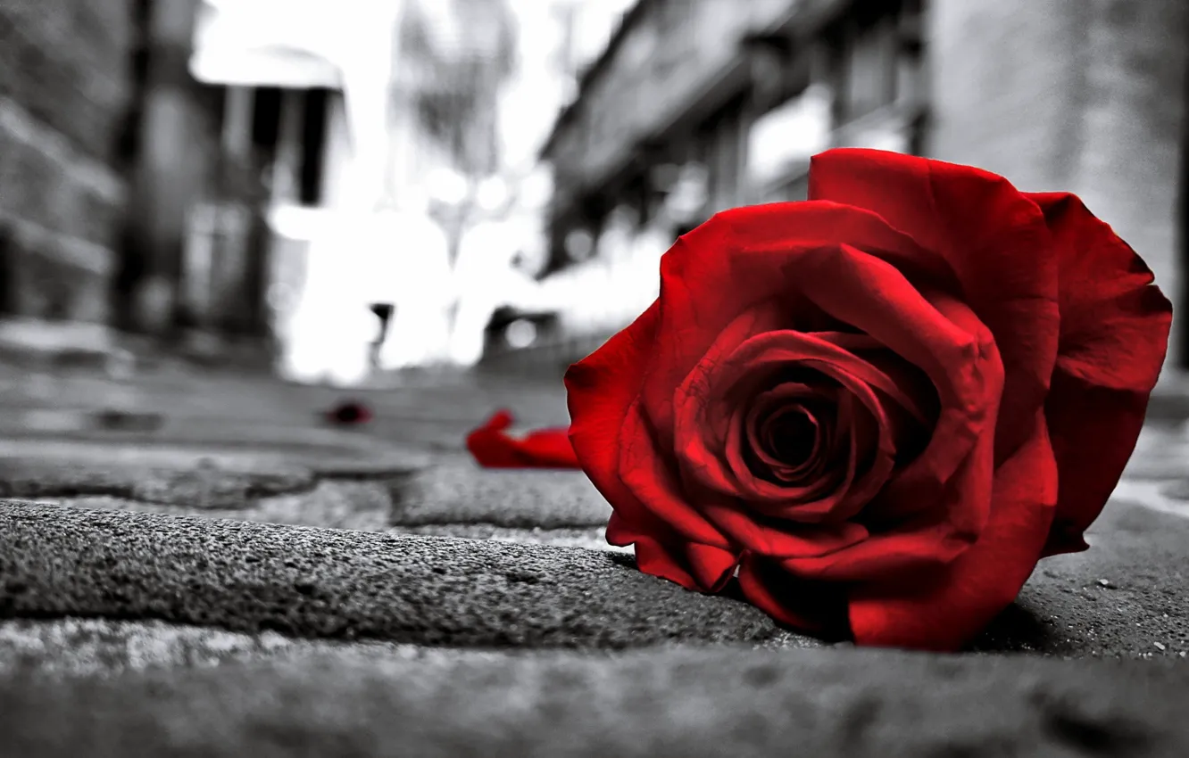 Photo wallpaper Love, Red, Life, Rose, Flowers, Black, Road, Lonely