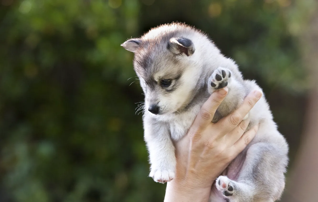 Photo wallpaper hands, puppy, husky, keeps