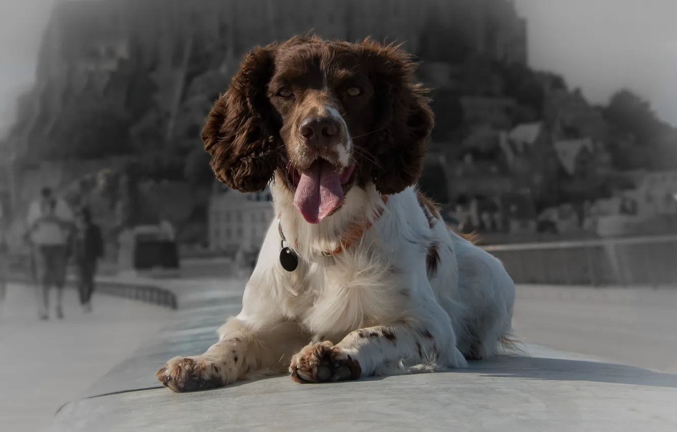 Photo wallpaper language, look, dog