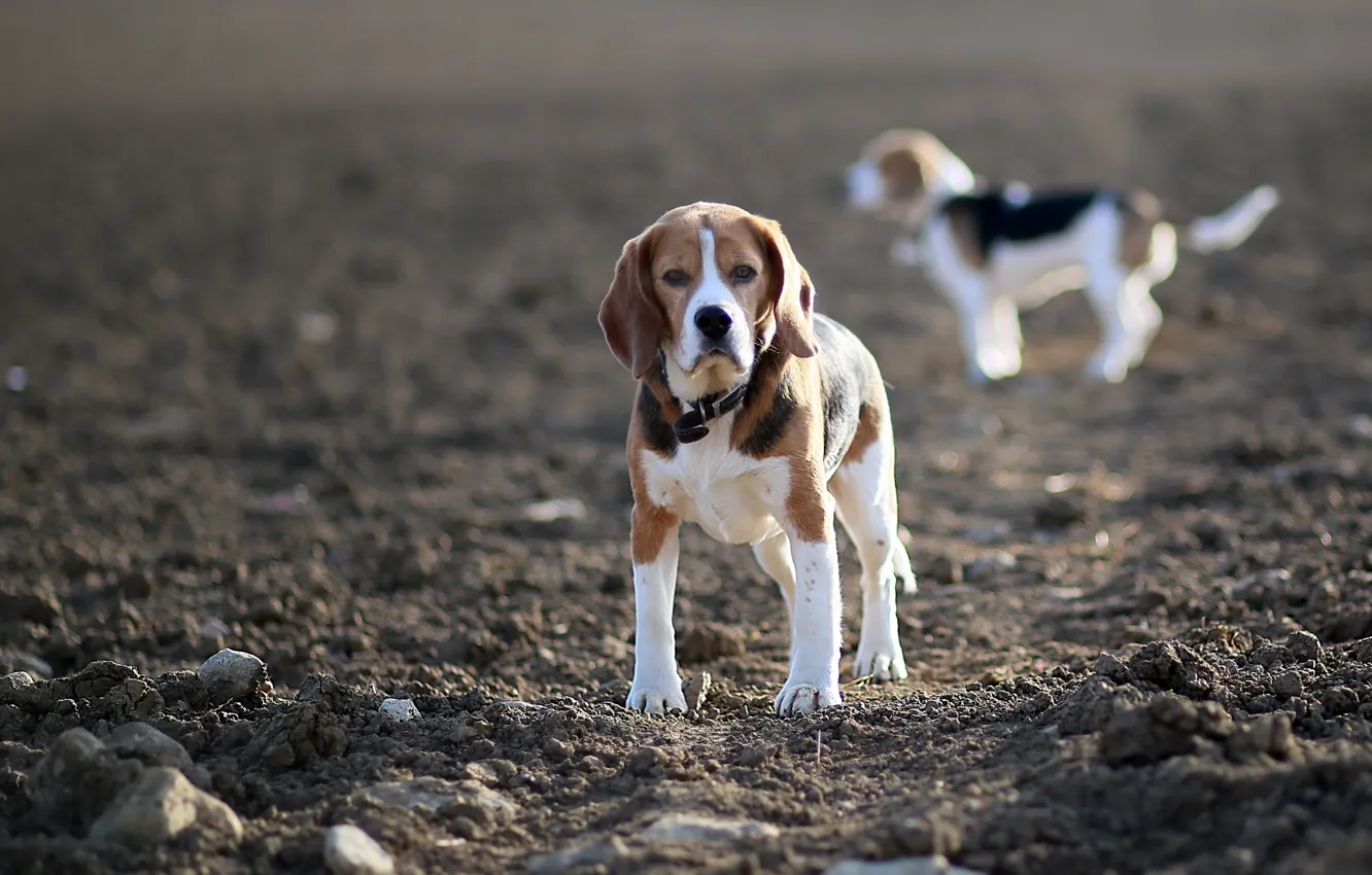 Photo wallpaper field, dogs, beagles