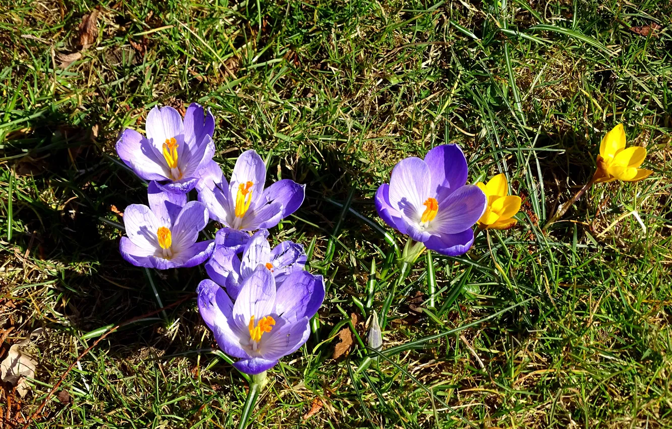Photo wallpaper grass, spring, crocuses