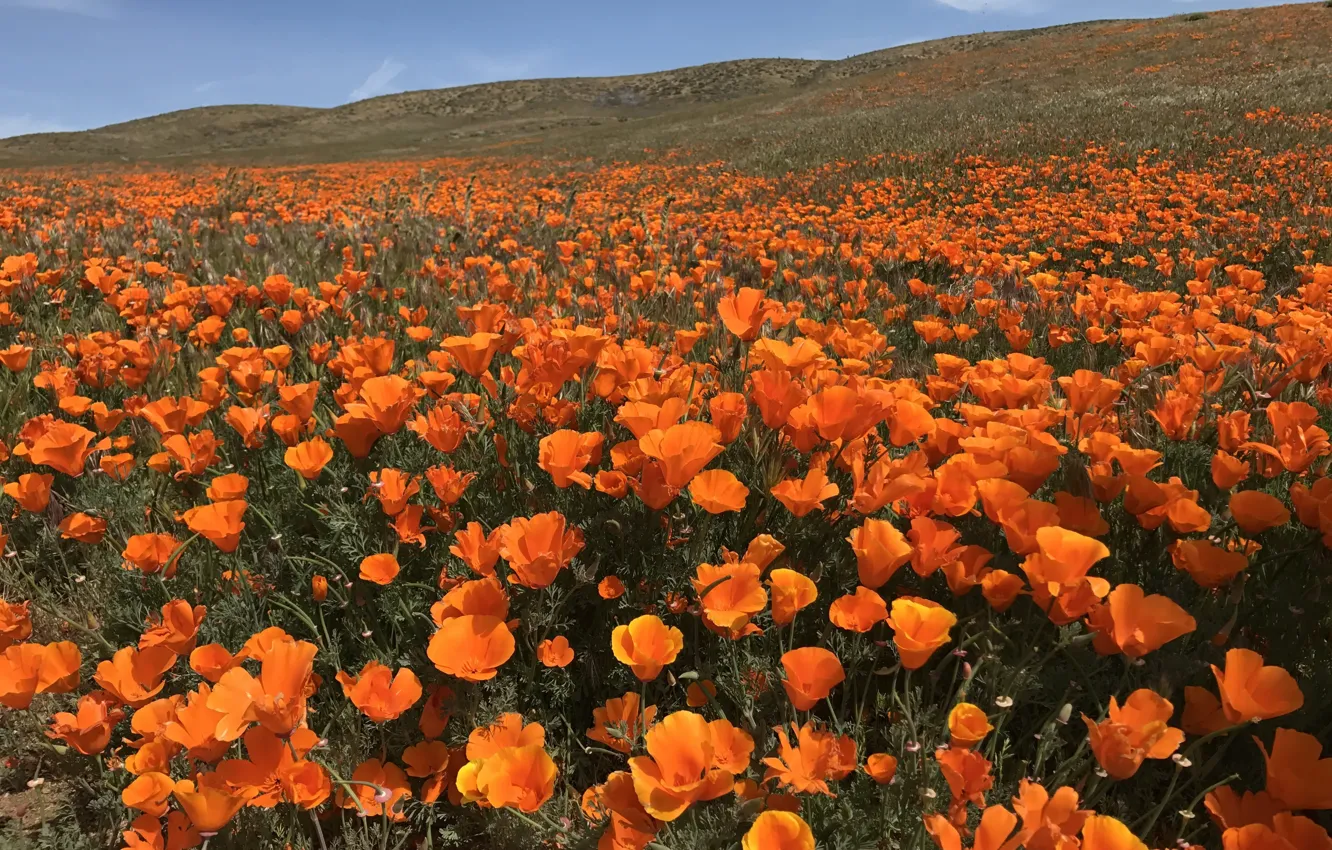 Photo wallpaper field, summer, the sky, flowers, orange, hills, slope, a lot