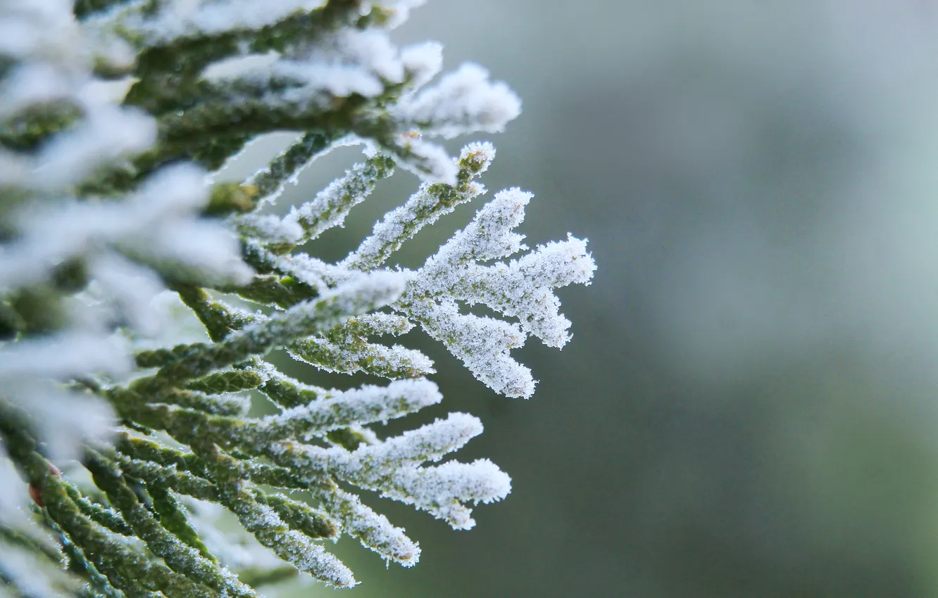 Photo wallpaper winter, twig, hoarfrost