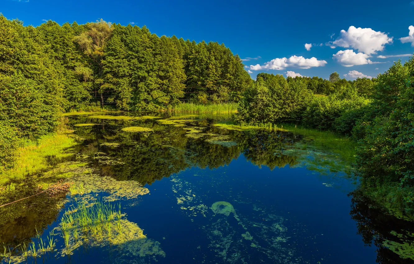 Photo wallpaper greens, forest, summer, the sky, the sun, clouds, trees, pond