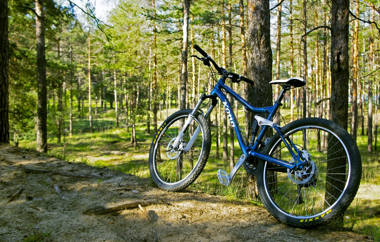 Photo wallpaper forest, trees, bike, green, green, frame, forest, brown