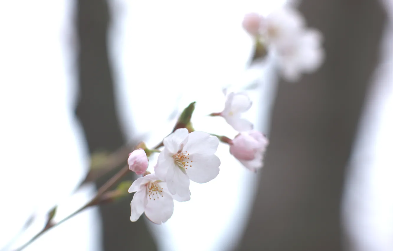 Photo wallpaper white, the sky, light, cherry, sprig, spring, blur, Sakura