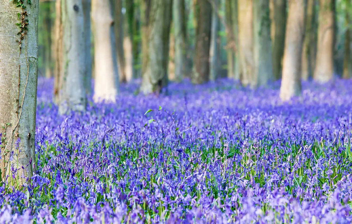 Photo wallpaper flowers, spring, Bluebells