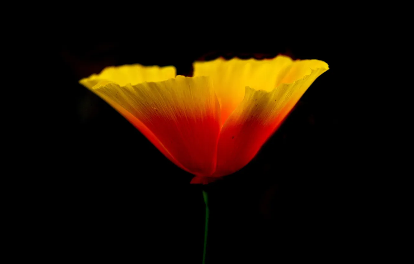 Photo wallpaper flowers, nature, plant, Mac, petals