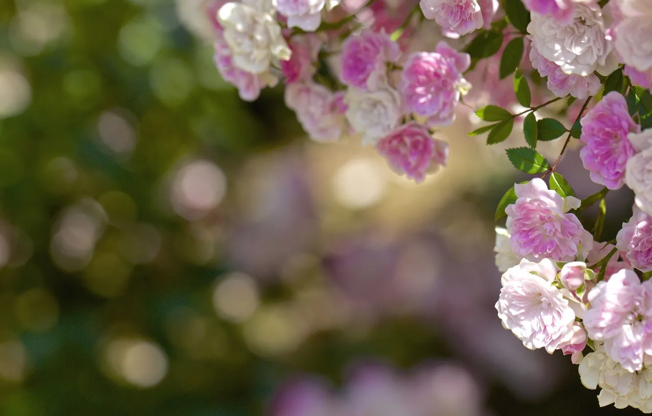 Photo wallpaper flowers, roses, pink, white, buds, bokeh