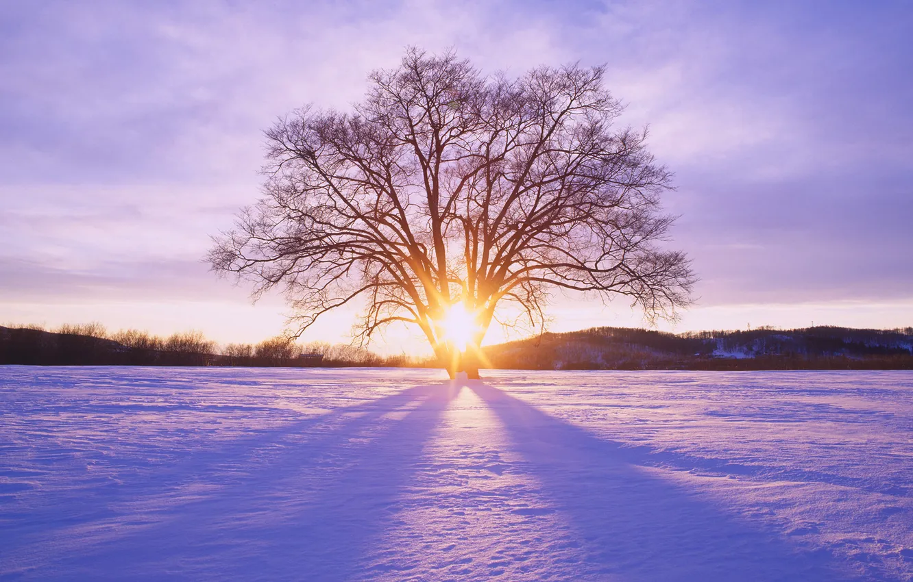 Photo wallpaper winter, the sun, rays, snow, Tree