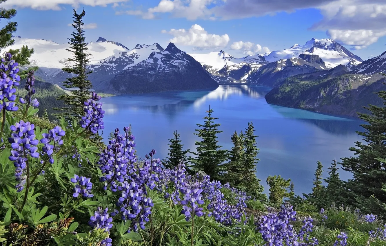 Photo wallpaper flowers, mountains, nature, lake