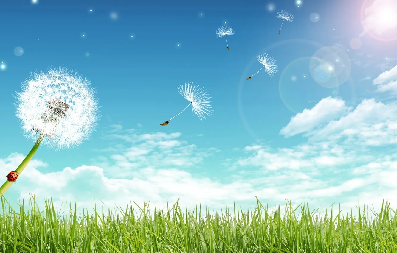 Photo wallpaper field, the sky, landscape, dandelion