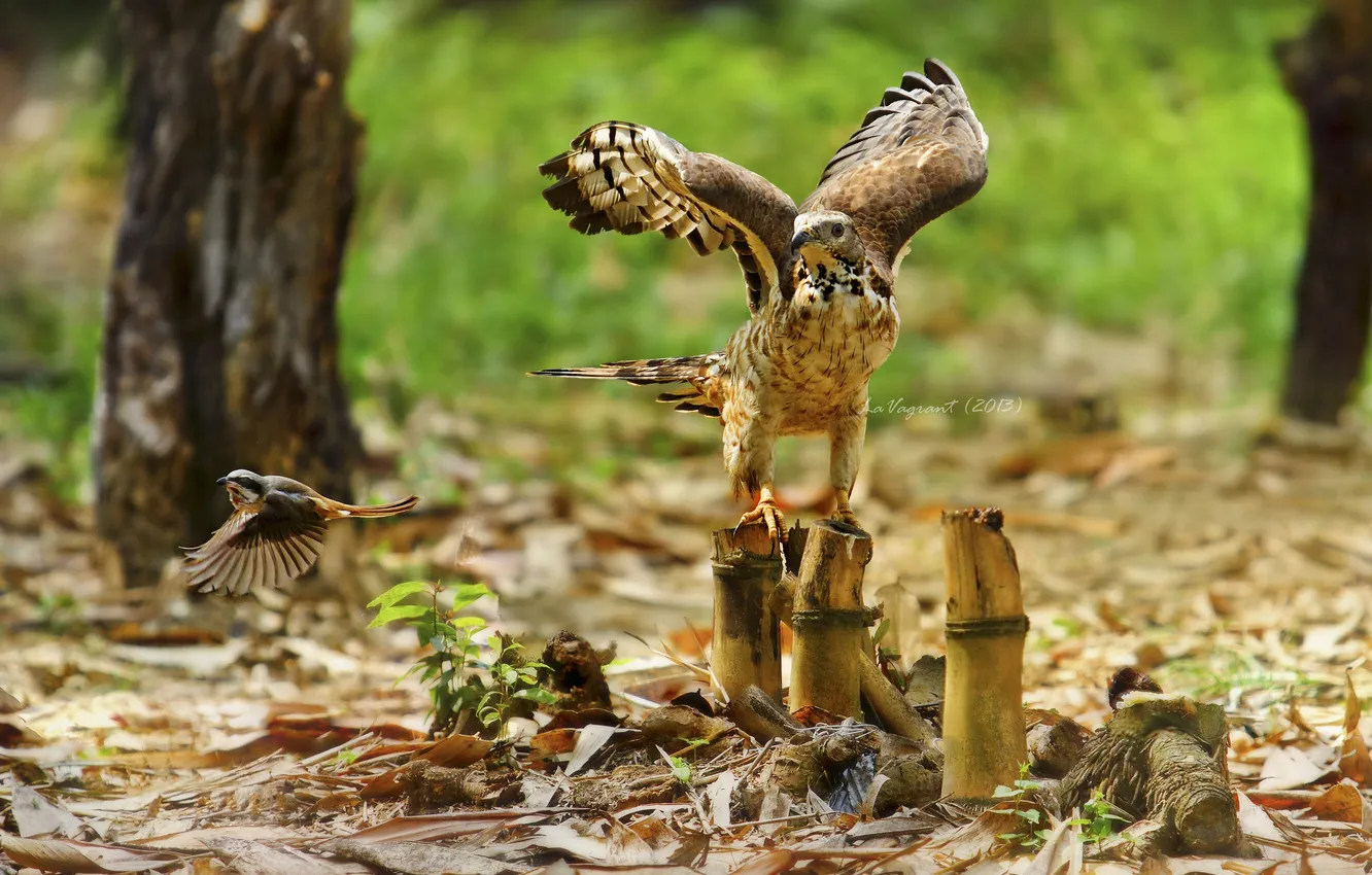 Photo wallpaper bird, the victim, predator