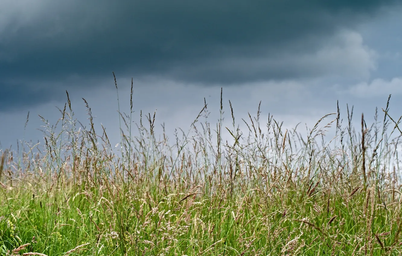 Photo wallpaper summer, grass, macro, clouds, meadow
