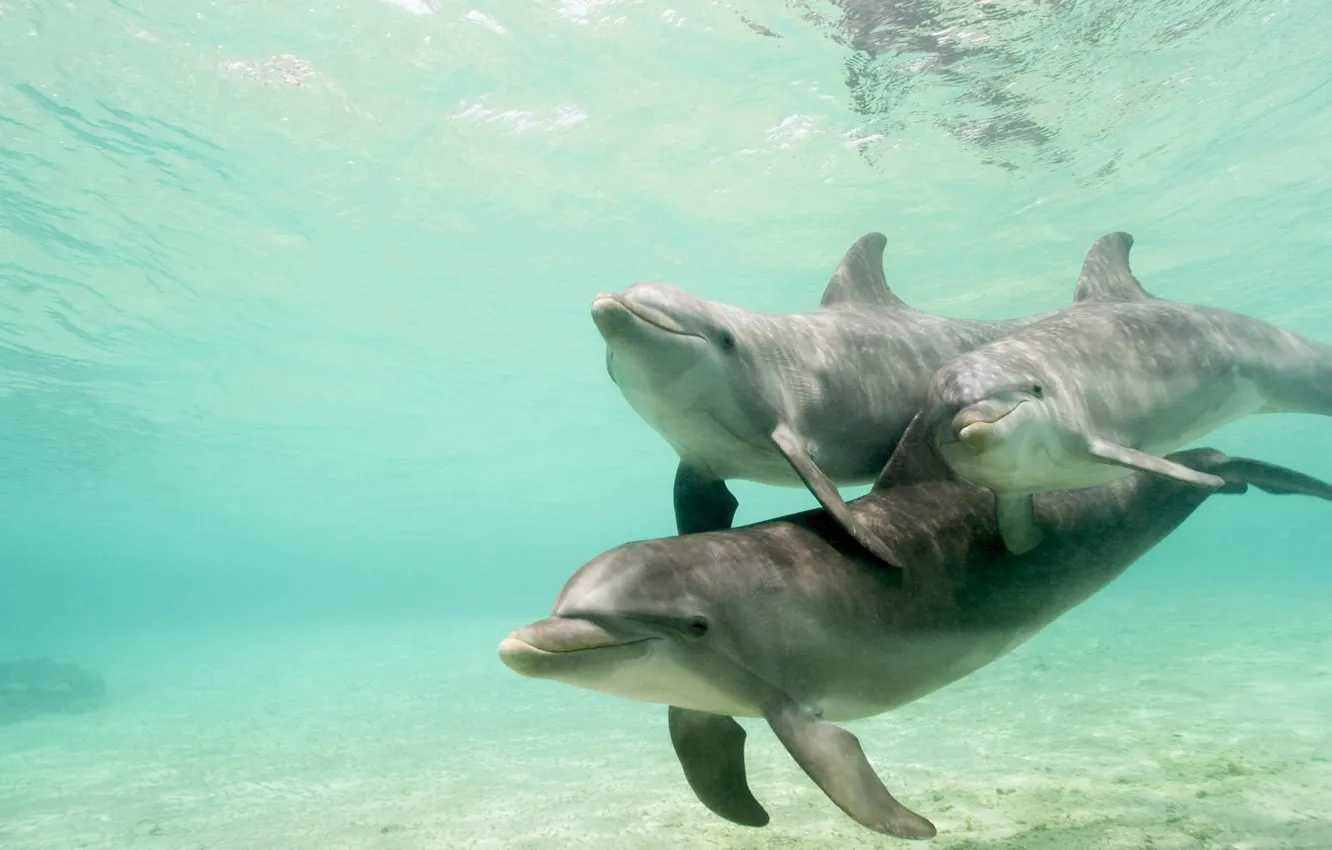 Photo wallpaper water, pack, dolphins, underwater world