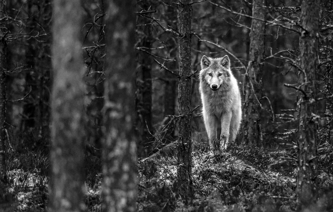 Photo wallpaper Predator, nature, monochrome, animal, wolf, Finland, wildlife, portrait