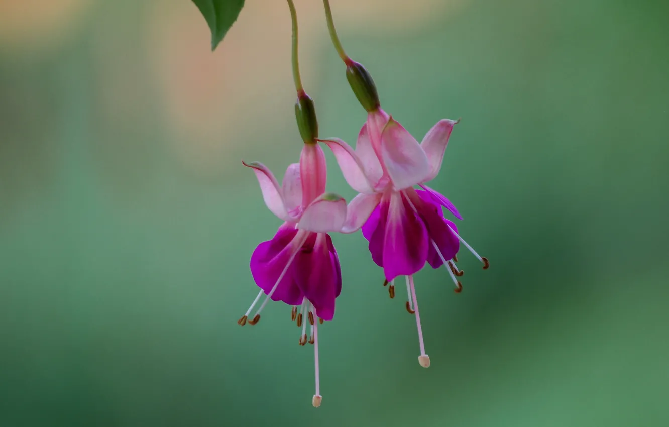 Photo wallpaper flowers, background, pink, fuchsia