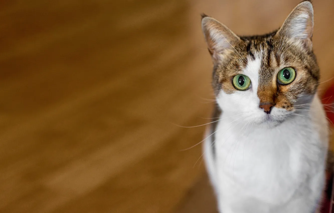 Photo wallpaper cat, cat, look, background, muzzle, cat