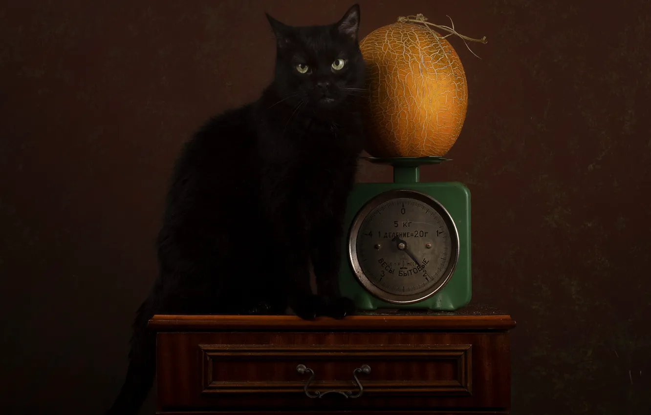 Photo wallpaper cat, cat, look, black, evil, still life, unhappy, sitting