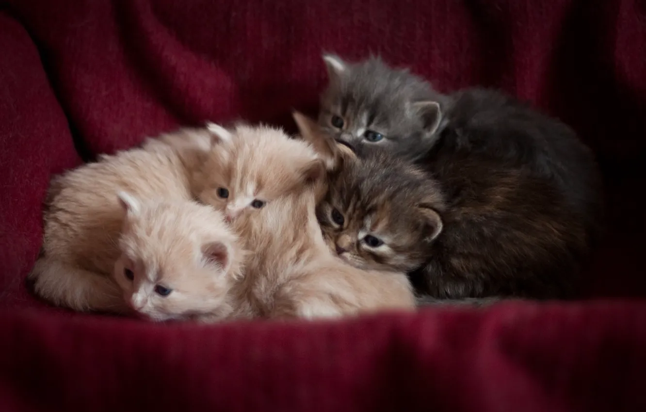 Photo wallpaper kittens, sleep, beautiful background